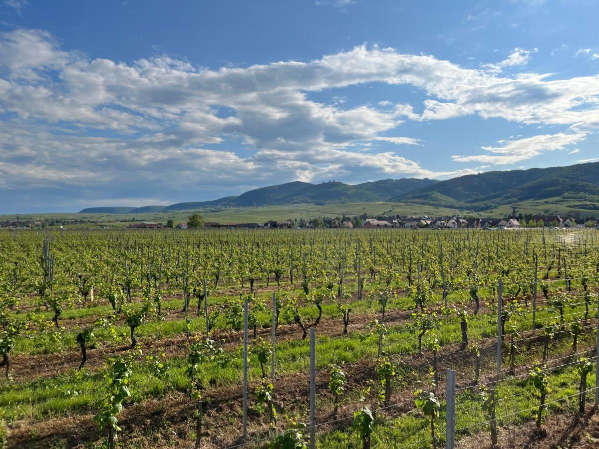 Gite Proche Colmar Vignoble Wettolsheim Екстериор снимка